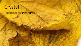  Presentation with fall - Amazing presentation having autumn leaves corner border - fall background backdrop and a  colored foreground