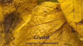  Presentation with fall festival annimated - Presentation theme consisting of autumn leaves corner border - fall background background and a  colored foreground