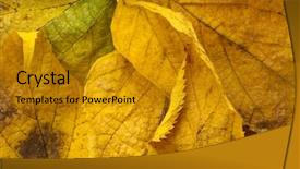  Presentation with fall - Presentation theme having autumn leaves corner border - fall background background and a  colored foreground