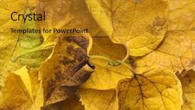  Presentation with fall festival annimated - Audience pleasing presentation consisting of autumn leaves corner border - fall background backdrop and a  colored foreground