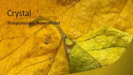  Presentation with fall mounains - Presentation theme featuring autumn leaves corner border - fall background background and a  colored foreground