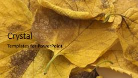  Presentation with fall - Cool new presentation theme with autumn leaves corner border - fall background backdrop and a  colored foreground