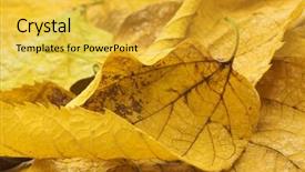  Presentation with fall - Presentation enhanced with autumn leaves corner border - fall background background and a  colored foreground