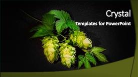  Presentation with hops - PPT layouts having autumn leaves corner border - young fresh green hops background and a black colored foreground