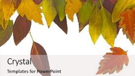  Presentation with falling leaves - Colorful theme enhanced with autumn leaves falling down colorful background concept backdrop and a light gray colored foreground