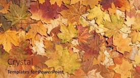  Presentation with autumn leaves - PPT theme having autumn-leaves-in-forest-seasonal background and a gold colored foreground