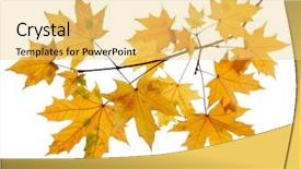  Presentation with autumn leaves - PPT layouts having pomegranate punica granatum fruits cluster fragment isolated over the white background set of three different foreshortenings background and a lemonade colored foreground