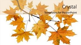  Presentation with autumn leaves - Colorful PPT theme enhanced with autumn leaves isolated on white backdrop and a yellow colored foreground
