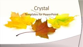  Presentation with fall leaves border white - Cool new PPT theme with autumn leaves isolated on white backdrop and a  colored foreground