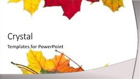  Presentation with maple leaves - Theme enhanced with autumn leaves maple isolated on white background and a white colored foreground