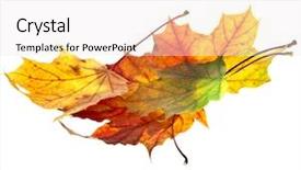  Presentation with maple - Audience pleasing PPT layouts consisting of autumn leaves maple isolated on white backdrop and a sky blue colored foreground