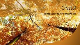  Presentation with autumn morning - Slides having autumn leaves natural background background and a gold colored foreground