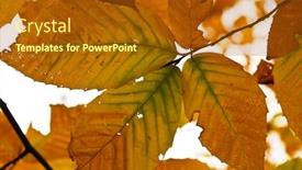 Presentation with fall colors - Theme featuring autumn-leaves-of-bright-fall background and a tawny brown colored foreground