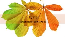  Presentation with autumn leaves - Audience pleasing PPT theme consisting of autumn-leaves-of-chestnut-tree backdrop and a gold colored foreground