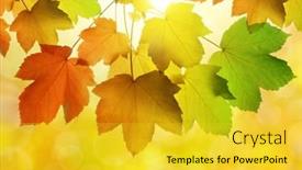  Presentation with maple leaves - 