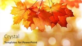  Presentation with maple leaves - Colorful slide deck enhanced with autumn-leaves-of-maple-tree backdrop and a  colored foreground