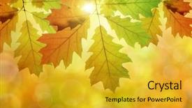 Presentation with oak tree - PPT layouts having autumn leaves of oak tree background and a gold colored foreground