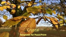  Presentation with autumn leaves - Theme enhanced with autumn-leaves-on-a-tree background and a  colored foreground