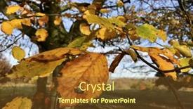  Presentation with autumn leaves - Beautiful PPT layouts featuring autumn-leaves-on-a-tree backdrop and a  colored foreground