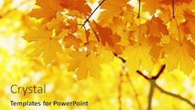  Presentation with blurred bokeh - Presentation with blurred nature background shallow focus background and a yellow colored foreground