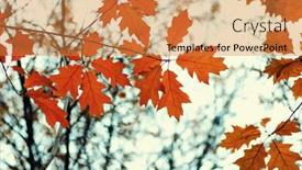  Presentation with blurred bokeh - Cool new theme with autumn leaves on blurred nature background shallow focus fall bokeh backdrop and a gold colored foreground