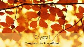  Presentation with blurred bokeh - 