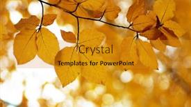  Presentation with blurred bokeh - 