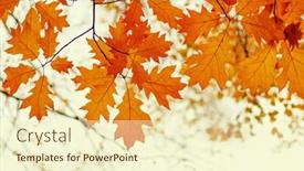  Presentation with blurred bokeh - 