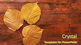  Presentation with barn wood autumn apples - Beautiful presentation featuring autumn leaves on brown wooden backdrop and a  colored foreground