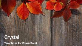  Presentation with barn wood autumn apples - Amazing PPT layouts having autumn leaves on brown wooden backdrop and a  colored foreground