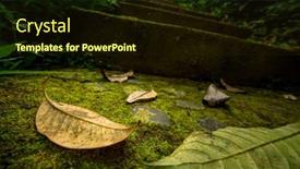  Presentation with autumn leaves - Presentation design enhanced with autumn-leaves-on-mossy-trail background and a wine colored foreground