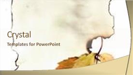  Presentation with burnt - Slides having autumn leaves on old burnt paper background and a cream colored foreground