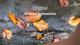  Presentation with autumn wood - 