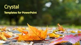  Presentation with pavement - Cool new presentation theme with autumn leaves on pavement backdrop and a tawny brown colored foreground