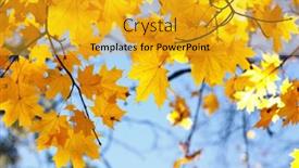  Presentation with autumn leaves - PPT theme with autumn-leaves-on-the-sky background and a  colored foreground