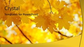 Presentation with fall leaves border autumn - Beautiful slides featuring autumn leaves on the sun backdrop and a gold colored foreground