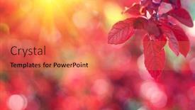  Presentation with fall leaves - Theme having autumn-leaves-on-the-sun background and a coral colored foreground