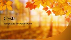  Presentation with nature sun leaves - Slides enhanced with autumn leaves on the sun background and a  colored foreground