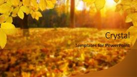  Presentation with autumn leaves - Slides enhanced with autumn leaves on the sun background and a gold colored foreground