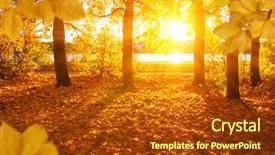  Presentation with pine trees sun shining through - Slides enhanced with autumn leaves on the sun background and a tawny brown colored foreground