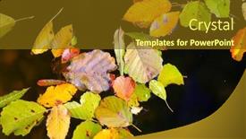  Presentation with autumn leaves - Slide set having autumn-leaves-on-water-surface background and a  colored foreground