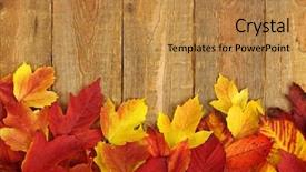  Presentation with barn wood autumn apples - Beautiful theme featuring autumn leaves on wooden background backdrop and a gold colored foreground