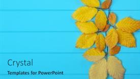  Presentation with autumn blue - PPT layouts with autumn leaves on wooden blue background background and a cyan colored foreground