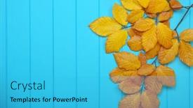  Presentation with autumn blue - PPT theme consisting of autumn leaves on wooden blue background background and a cyan colored foreground
