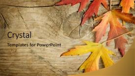  Presentation with autumn wood - Beautiful PPT theme featuring autumn leaves over wood background backdrop and a coral colored foreground