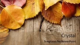  Presentation with autumn wood - PPT theme having autumn leaves over wood background background and a  colored foreground