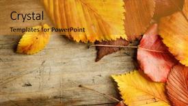  Presentation with autumn leaves - Colorful PPT theme enhanced with autumn leaves over wooden background backdrop and a gold colored foreground