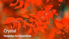  Presentation with reflecting - PPT theme with autumn leaves reflecting in the water shallow focus background and a crimson colored foreground