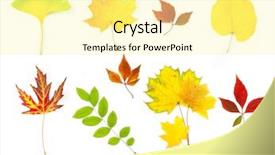  Presentation with falling leaves - Amazing theme having autumn leaves xxlarge size isolated backdrop and a blonde colored foreground