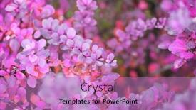  Presentation with branch - PPT theme enhanced with autumn-lilac-eaf-branch-soft background and a coral colored foreground